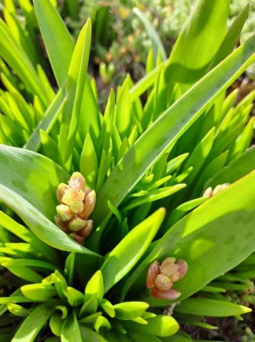 Lachenalia bulbifera safety in numbers